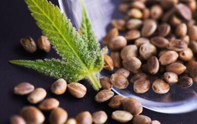 A Complete Beginner's Guide to Cannabis Seeds
